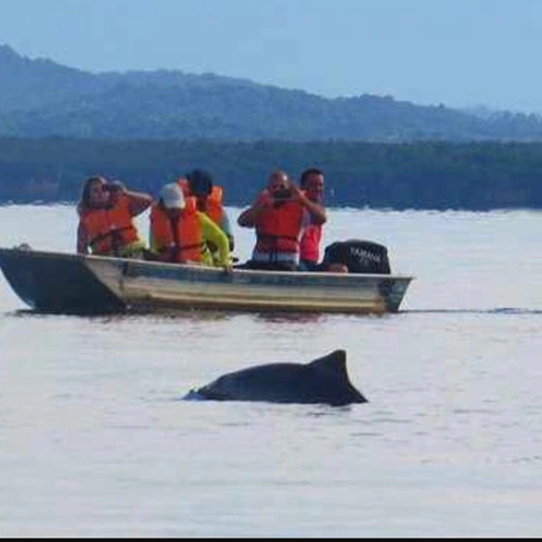 Pantanal Fluminense + Observação dos Botos Cinza