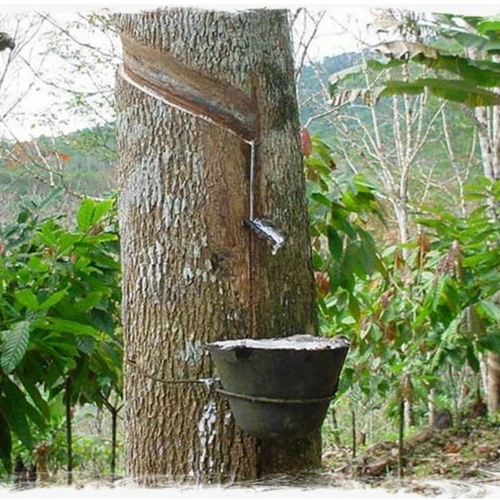 Seringal de Guapimirim