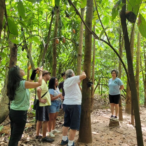 Seringal de Guapimirim